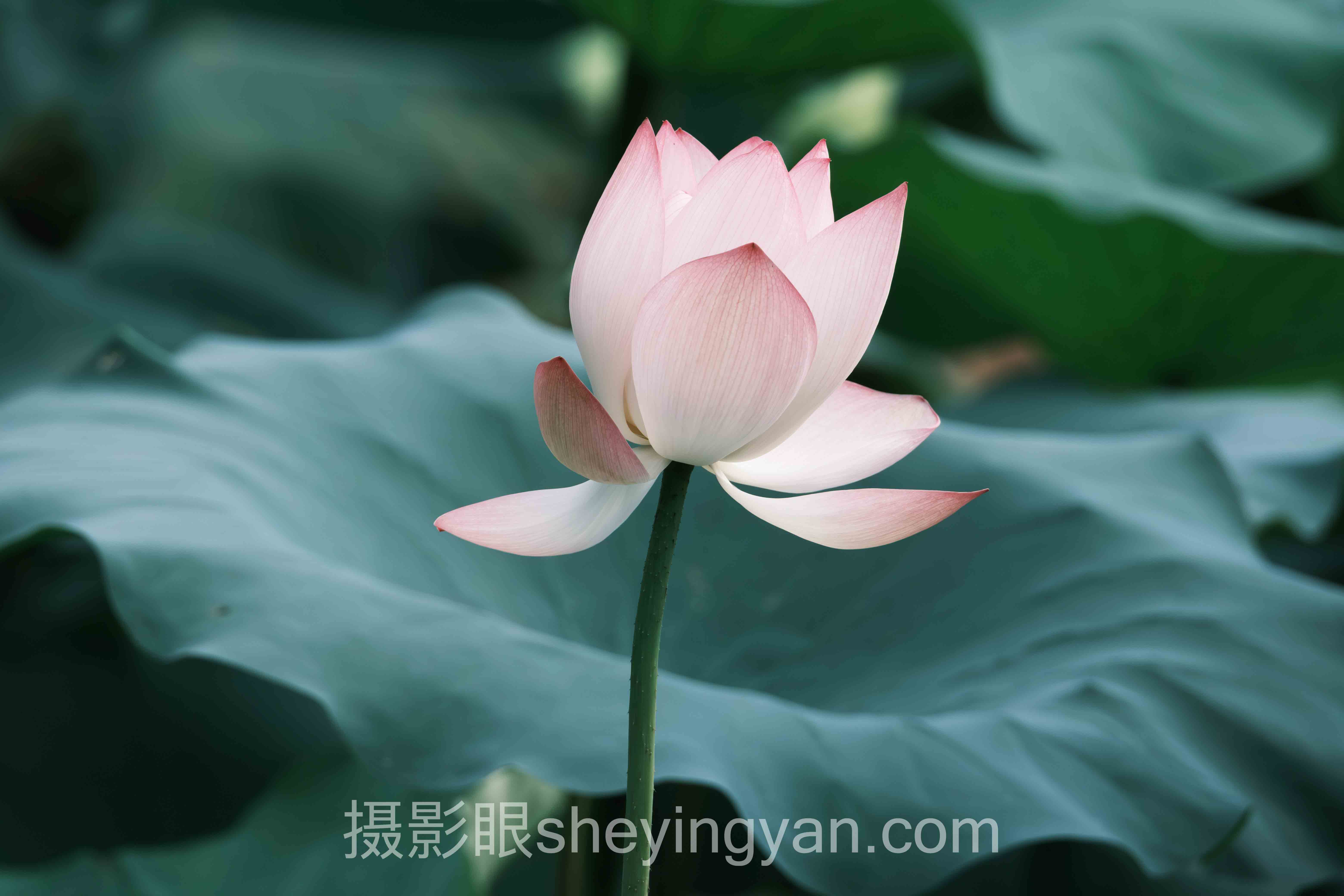 摄影学习网站摄影眼官网全景解读:问题根源与破局之道