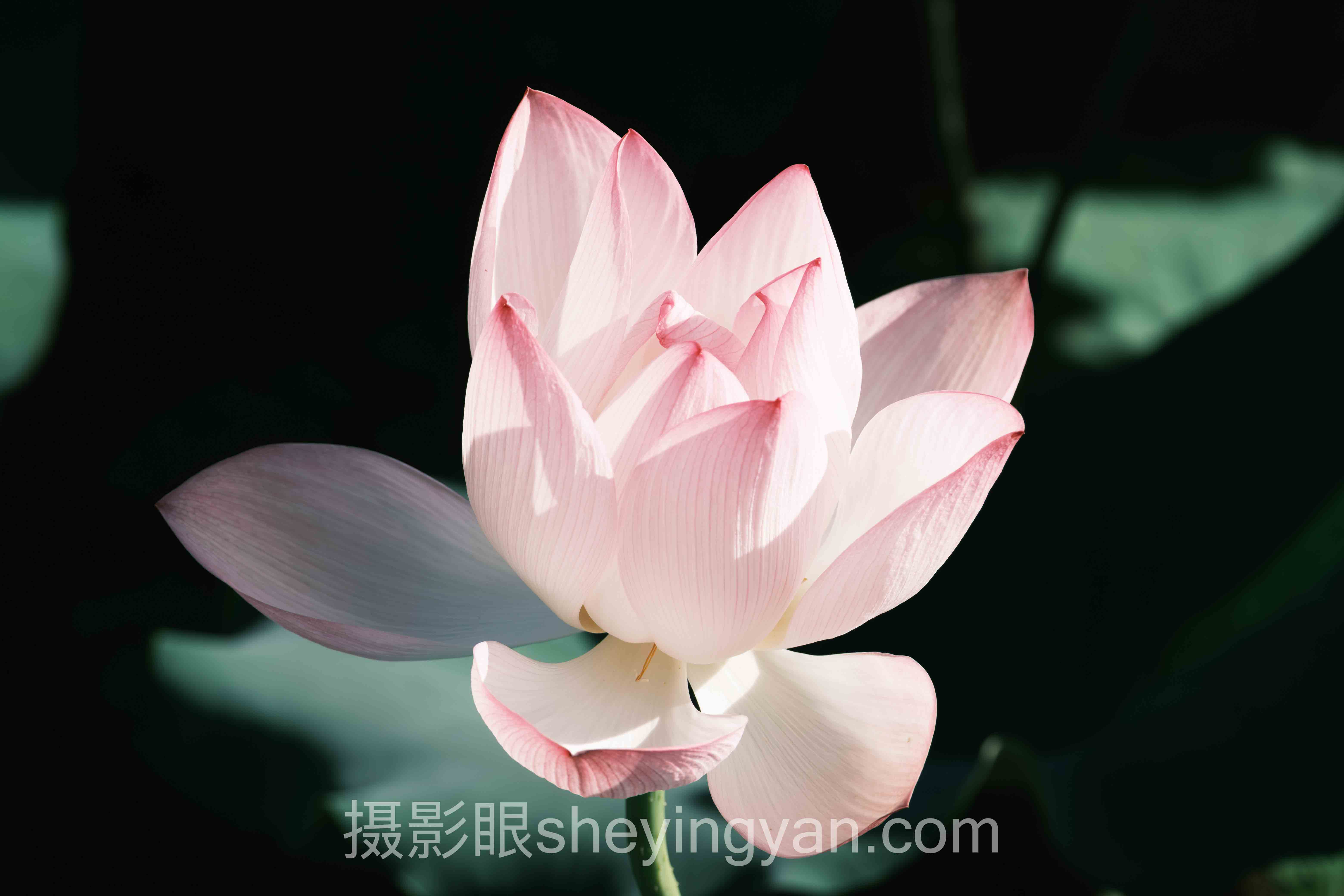 怎么看相机拍的照片好不好？主流方案横向对比，哪个更适合你