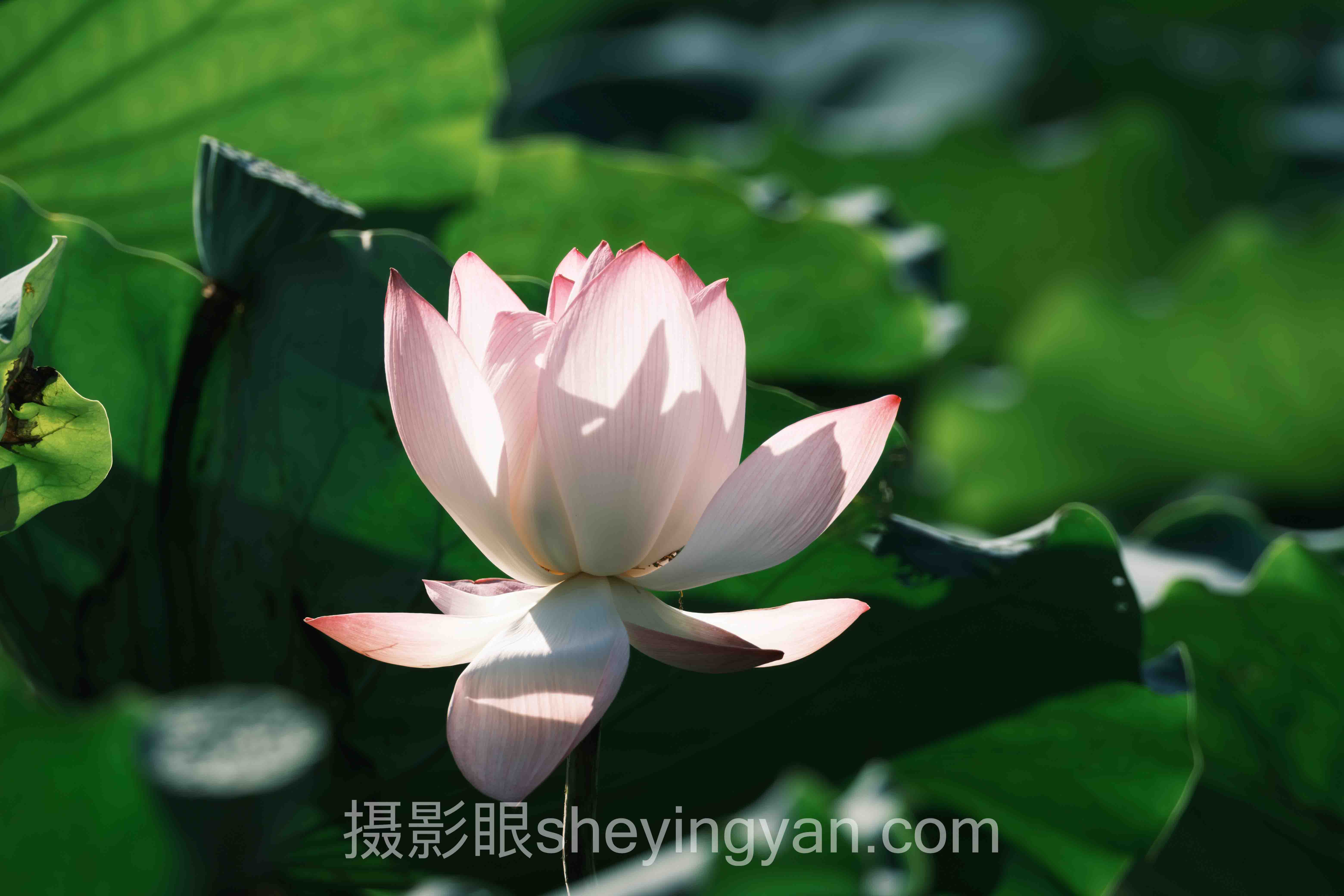 RAW格式要不要拍深度分析:现状、挑战与未来趋势