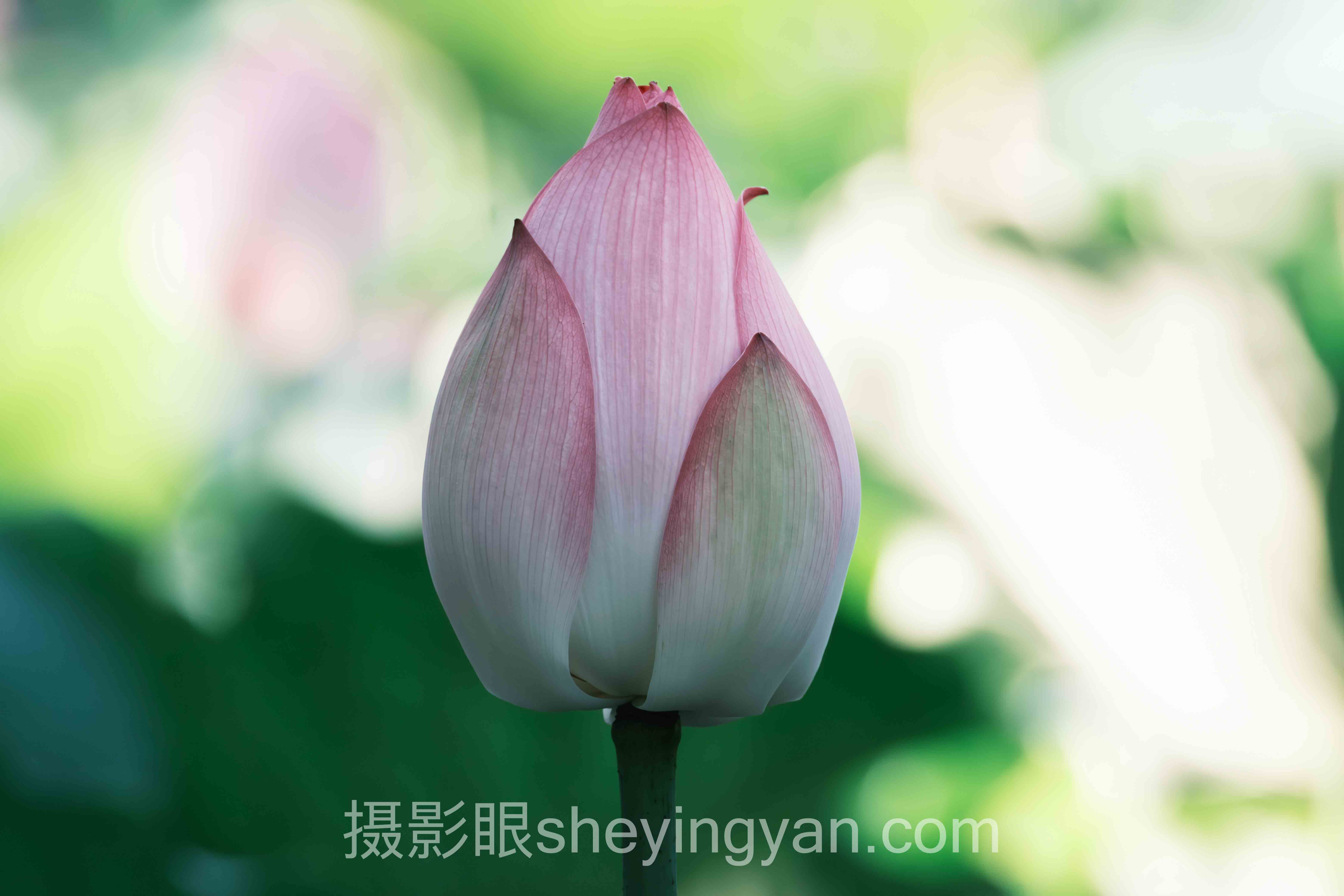 深度解析：怎么测试摄影水平？在摄影眼官网的核心问题与答案