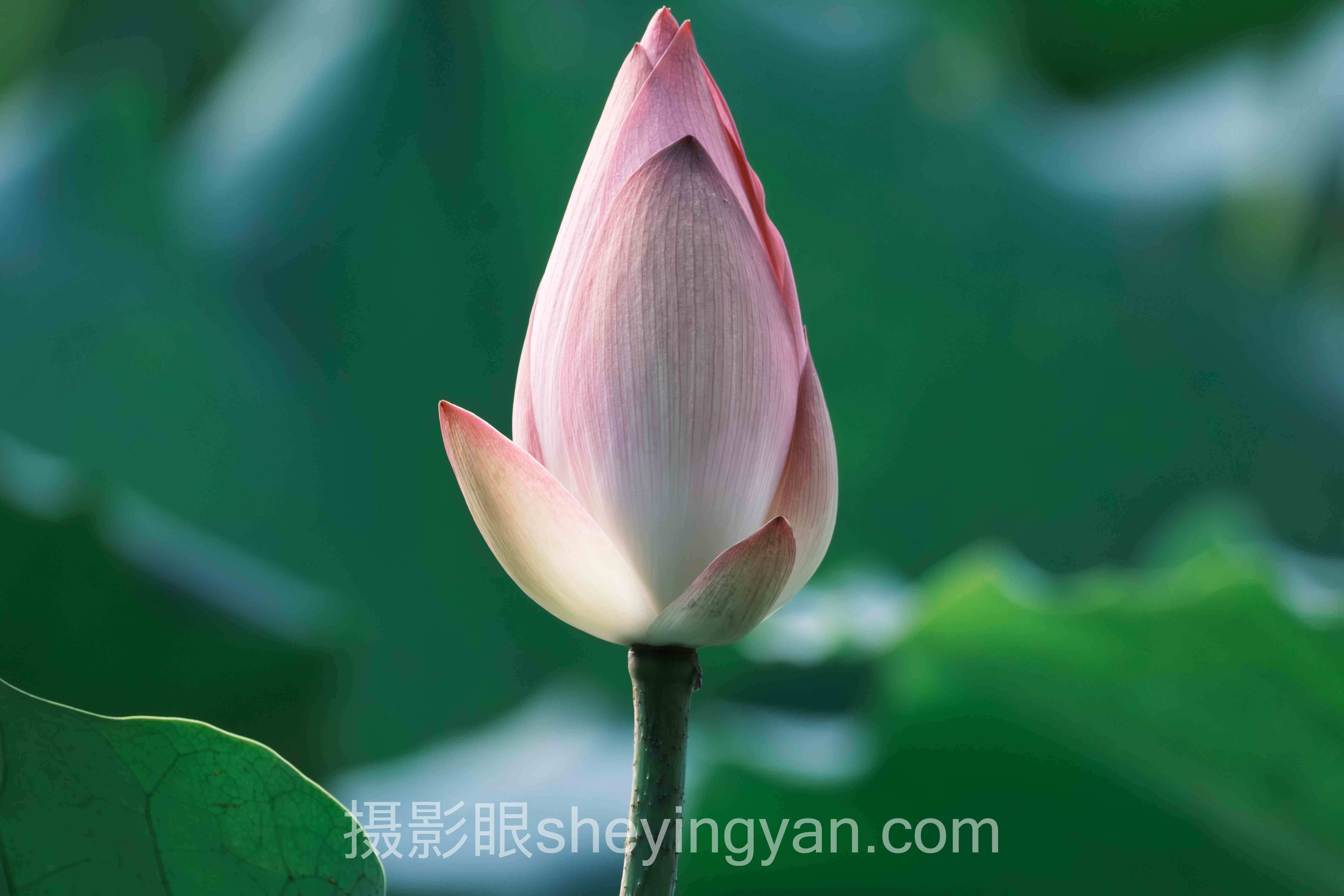 免费照片点评平台