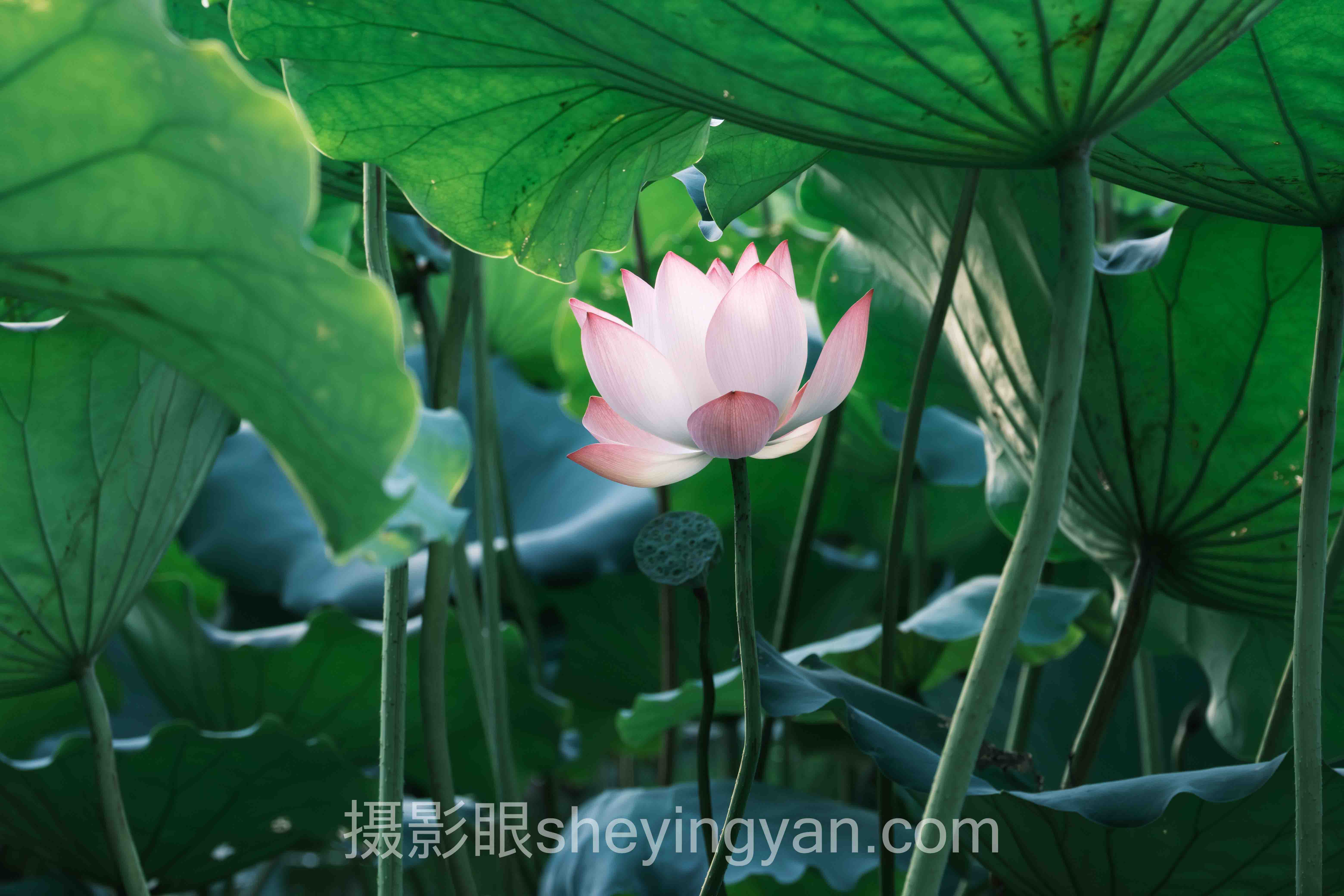 手机摄影眼技巧：等光照还是找角度，谁更胜一筹？