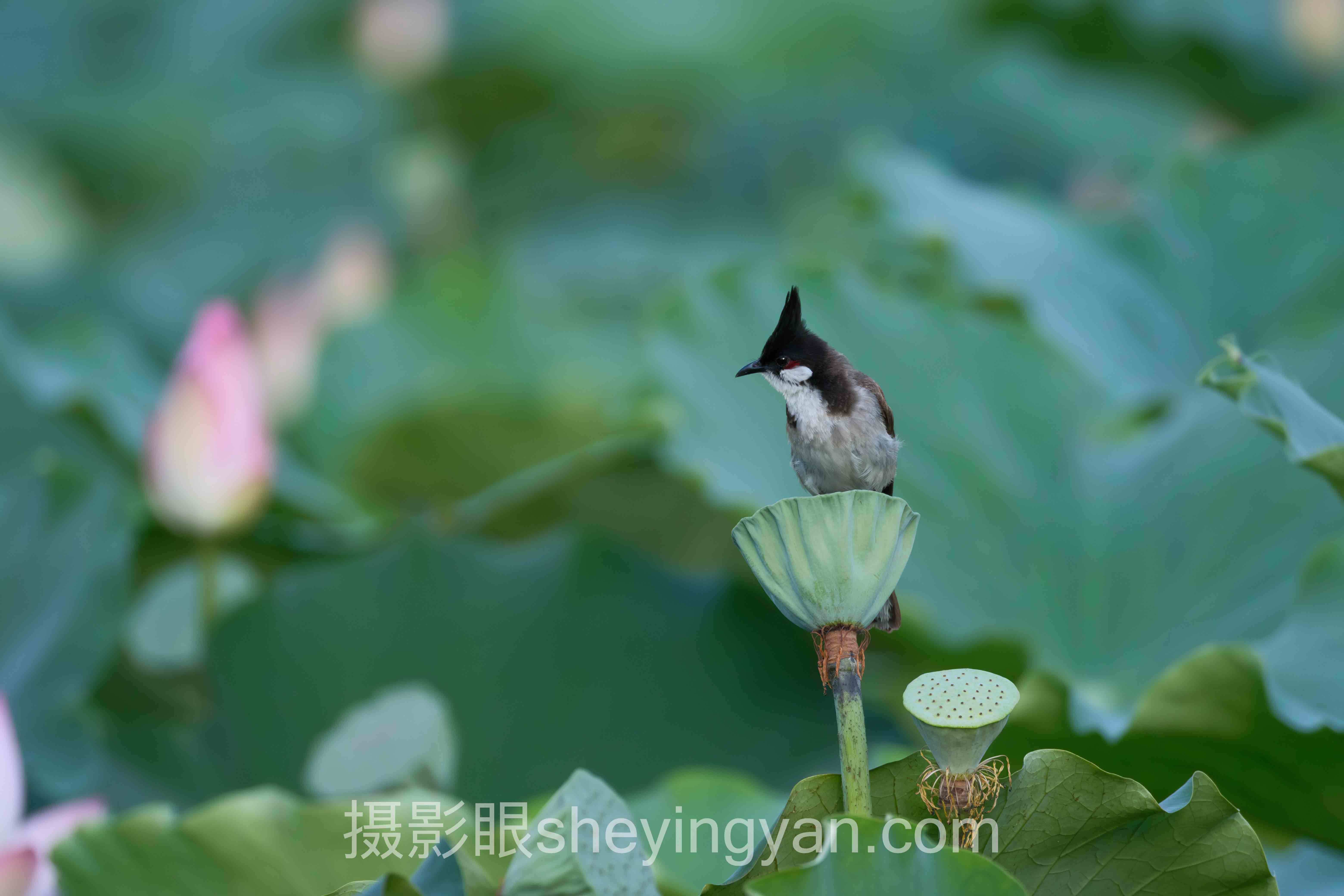AI摄影点评全景解读：审美提升的问题根源与破局之道