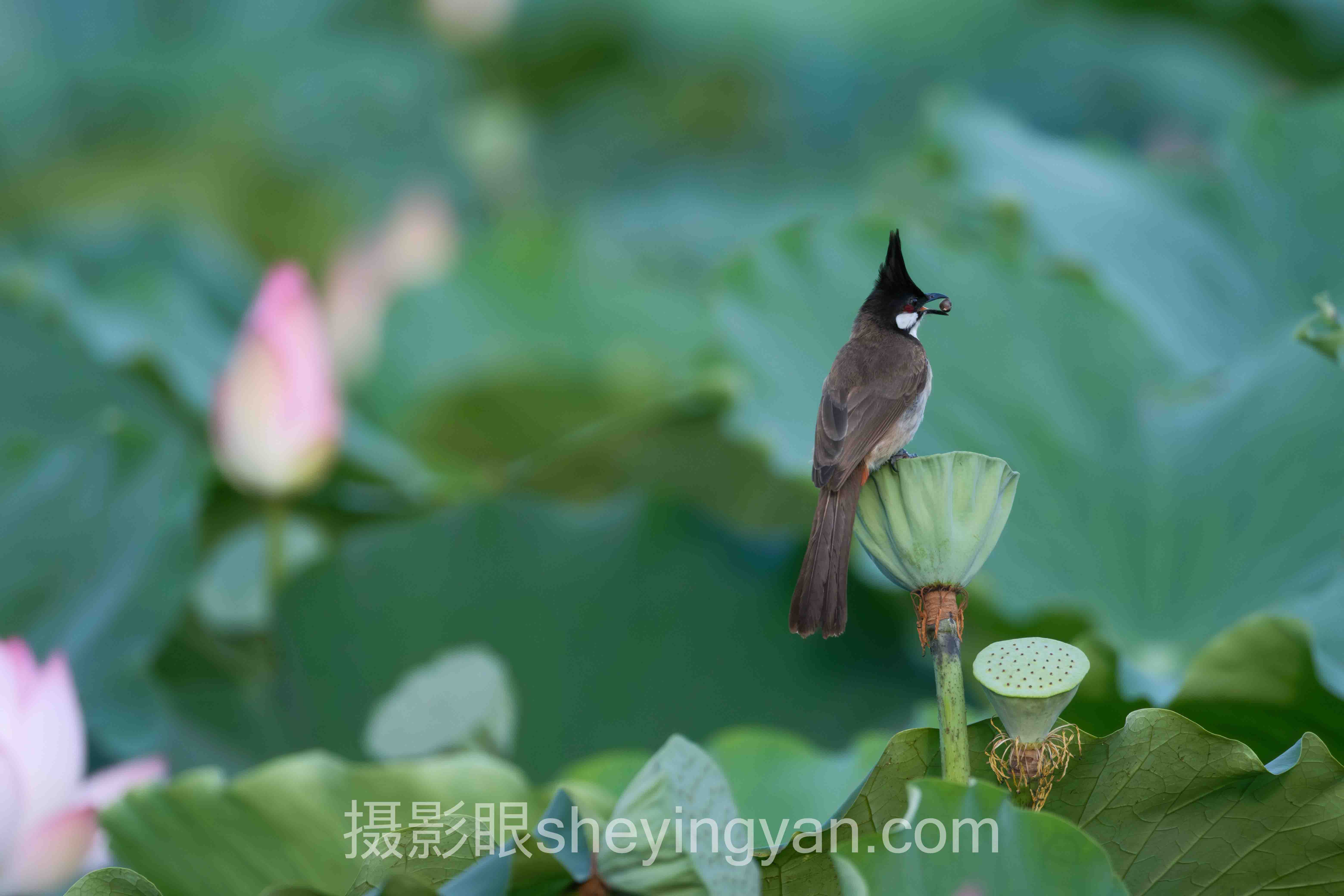 蓝调时刻照片点评十人谈：多位摄影专家的核心观点汇总