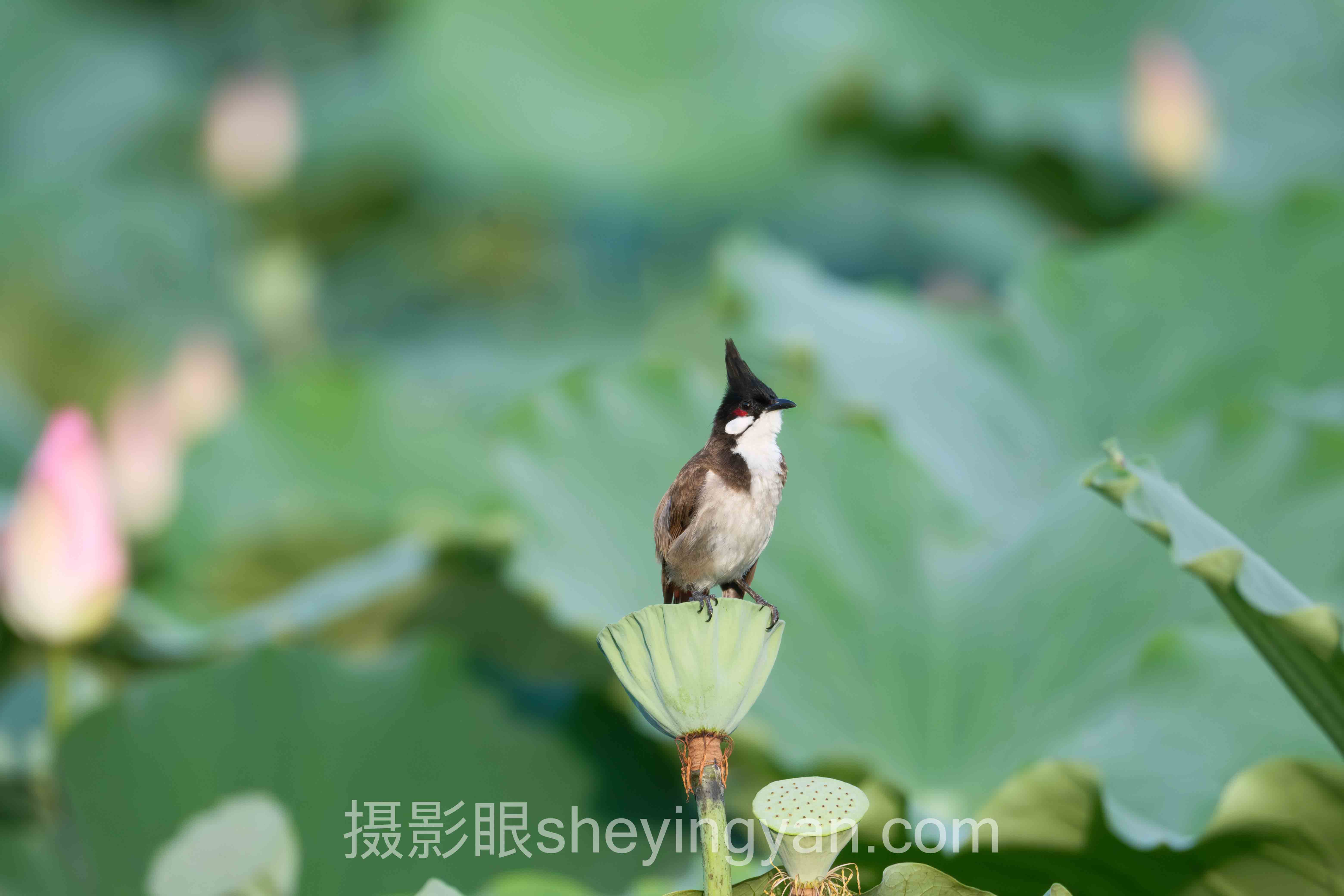 摄影审美与色彩搭配全问答：你想知道的都在这里