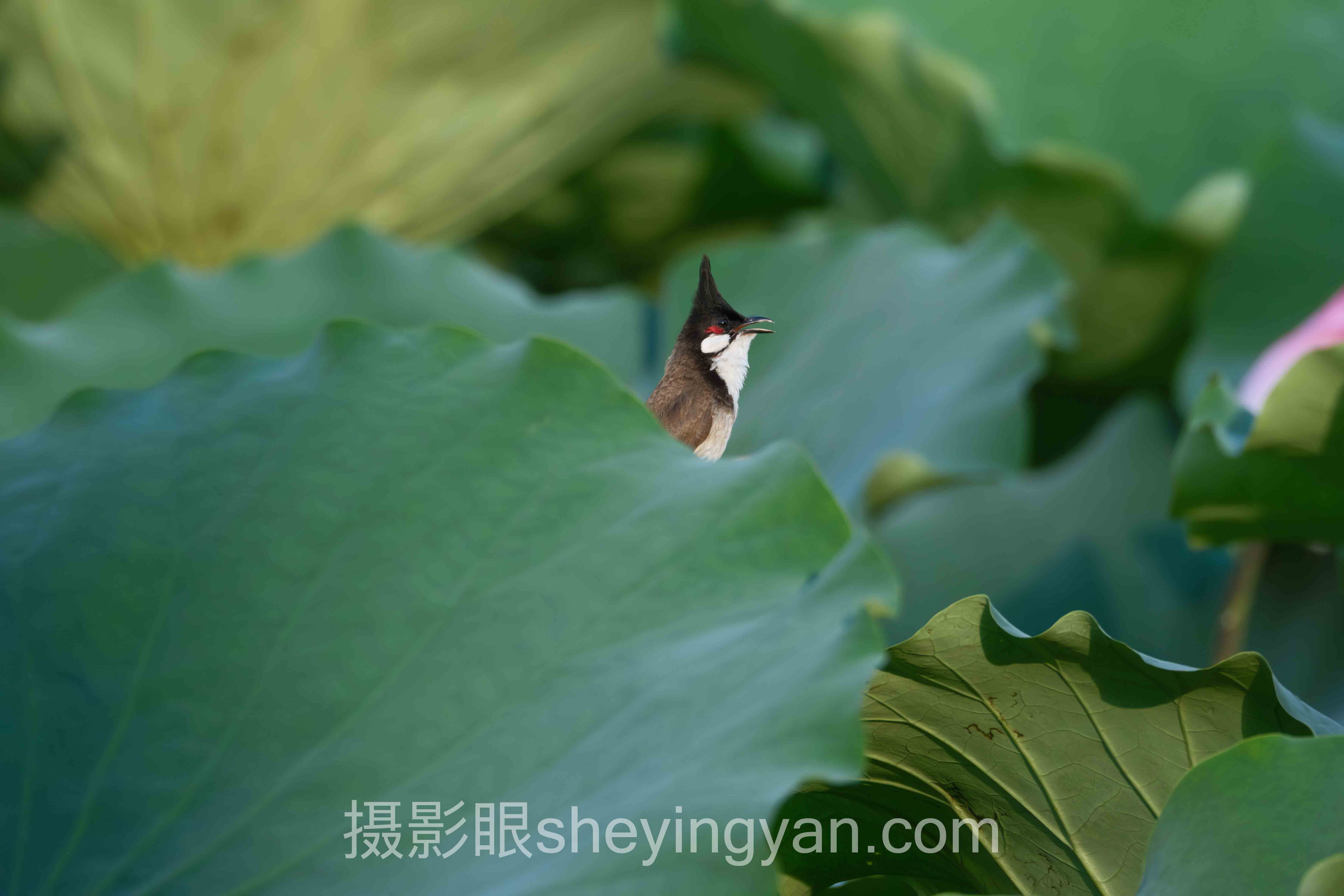 关于人像显瘦拍摄技巧的5个关键问题，一次说清