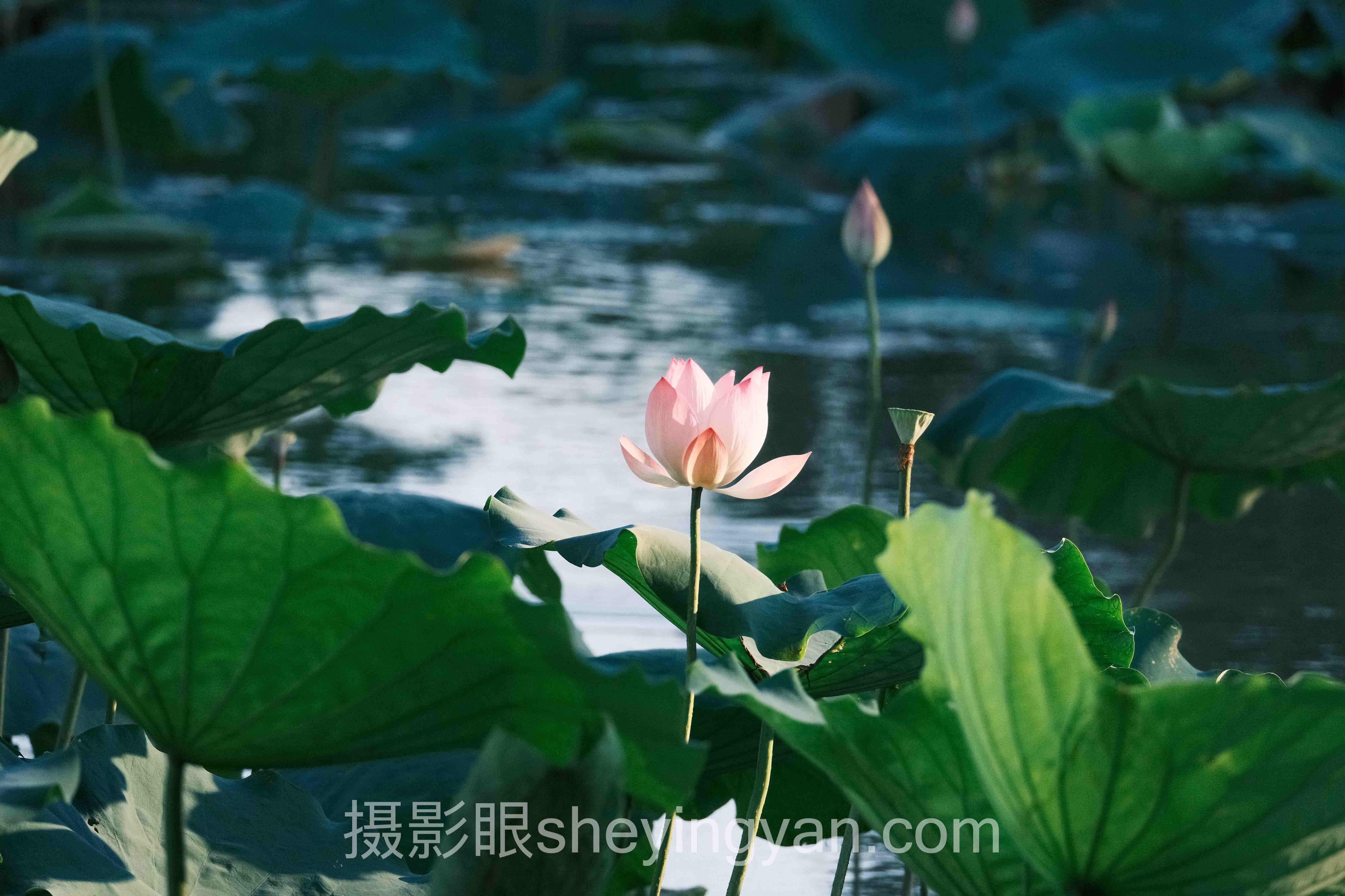 透视AI点评照片准确度:从底层逻辑到发展趋势