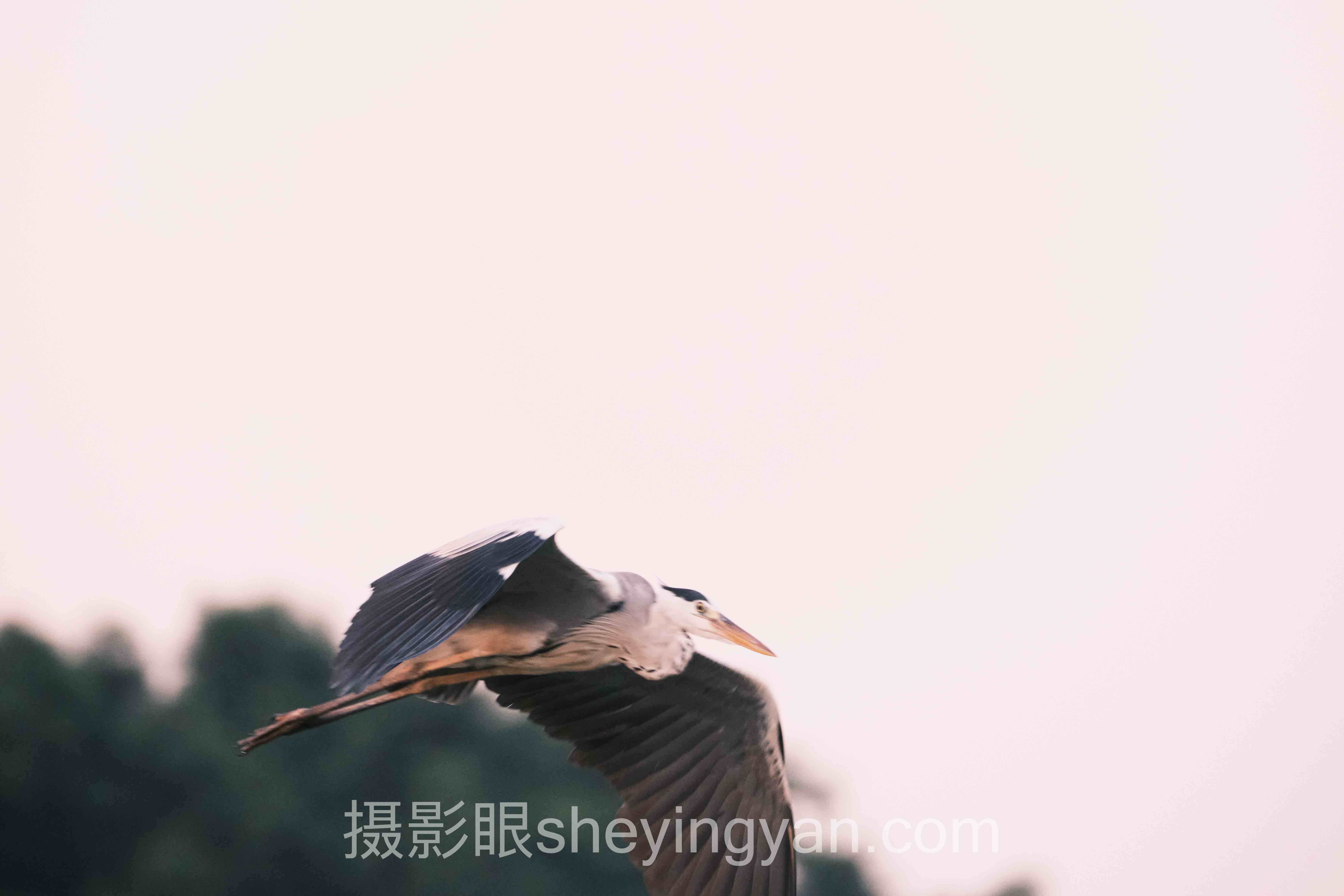 关于摄影眼用户评价的5个关键问题，一次说清