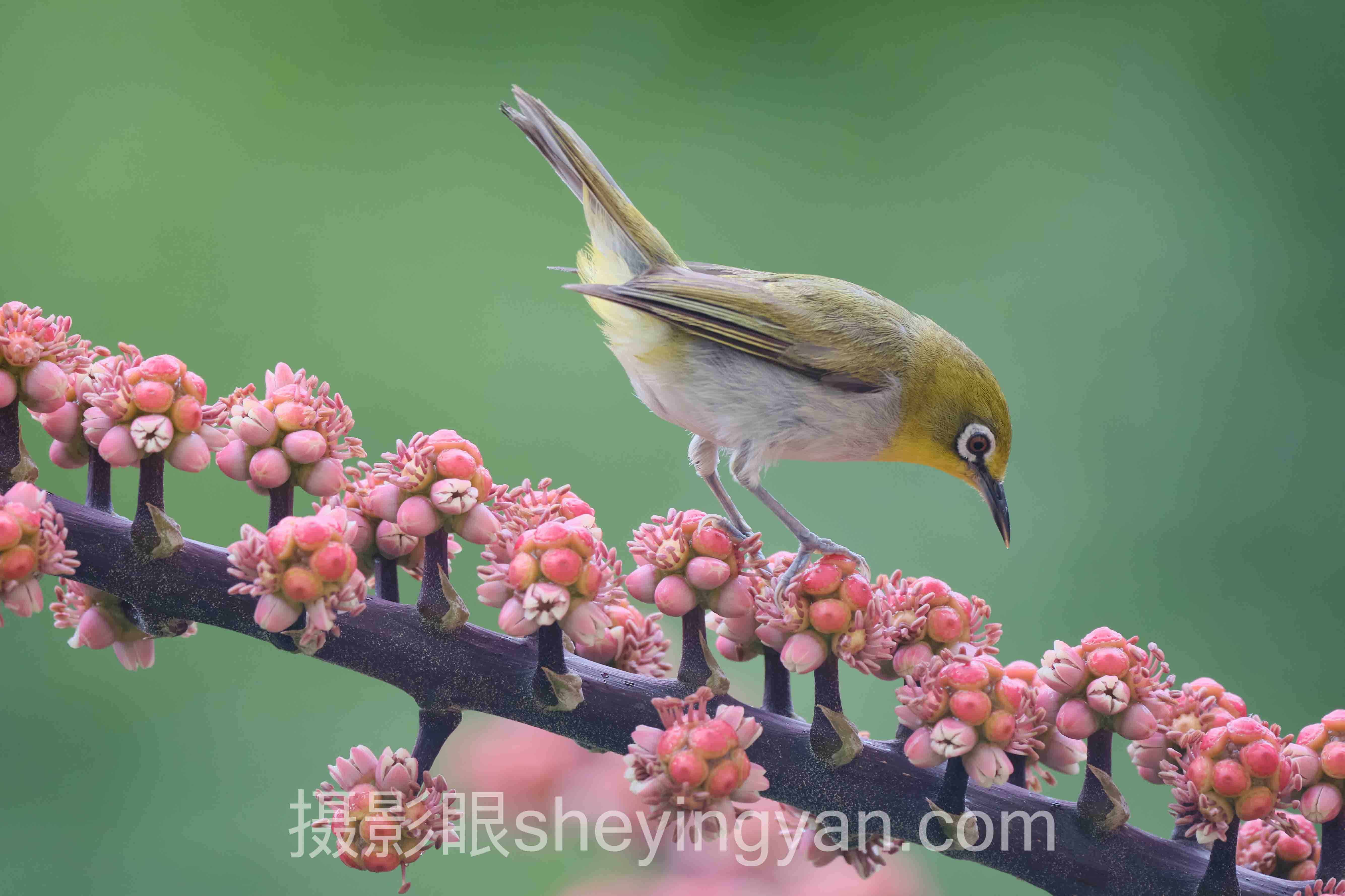 摄影眼照片点评sheyingyan.com