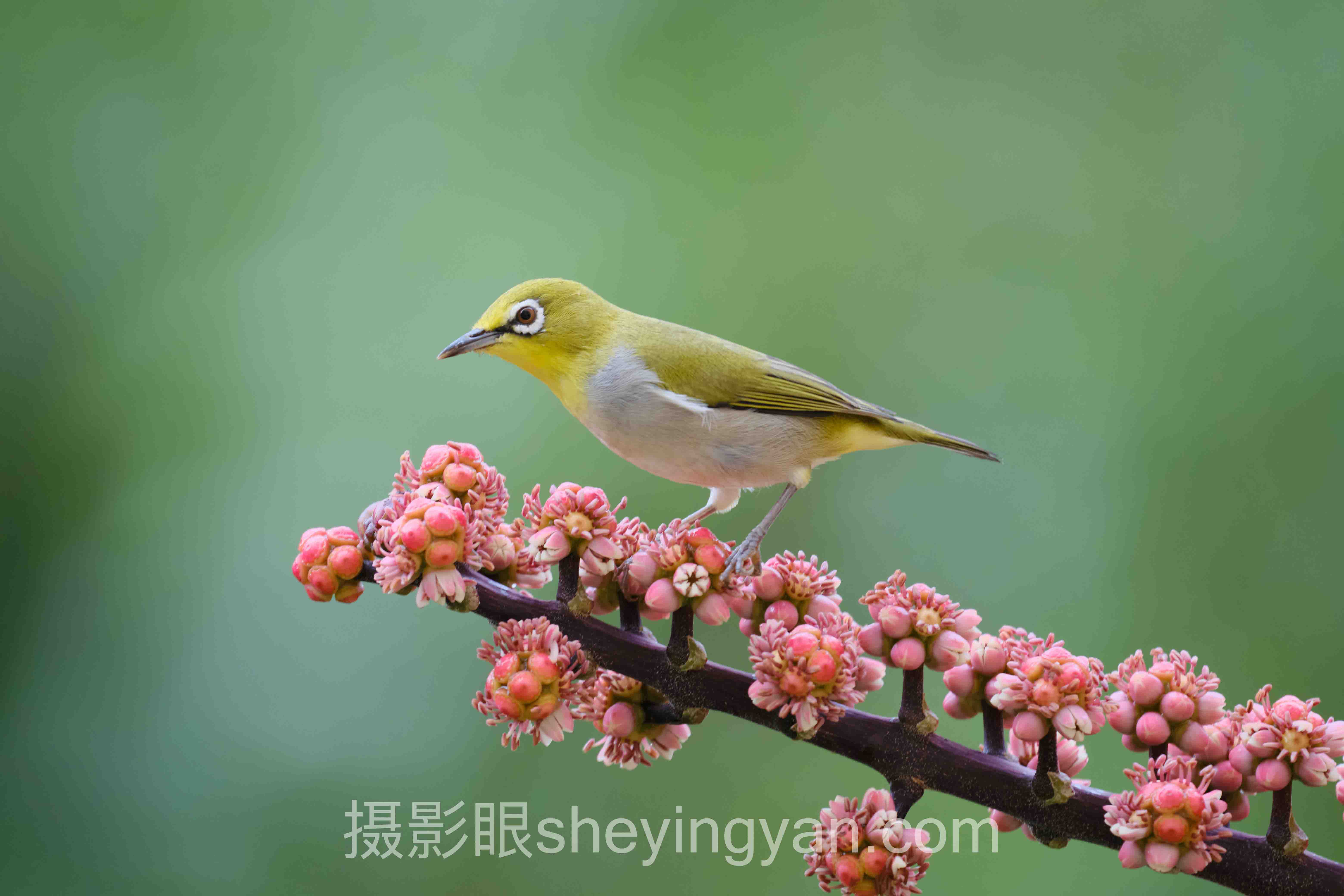 摄影眼套餐价格官网选购指南:从入门到精通