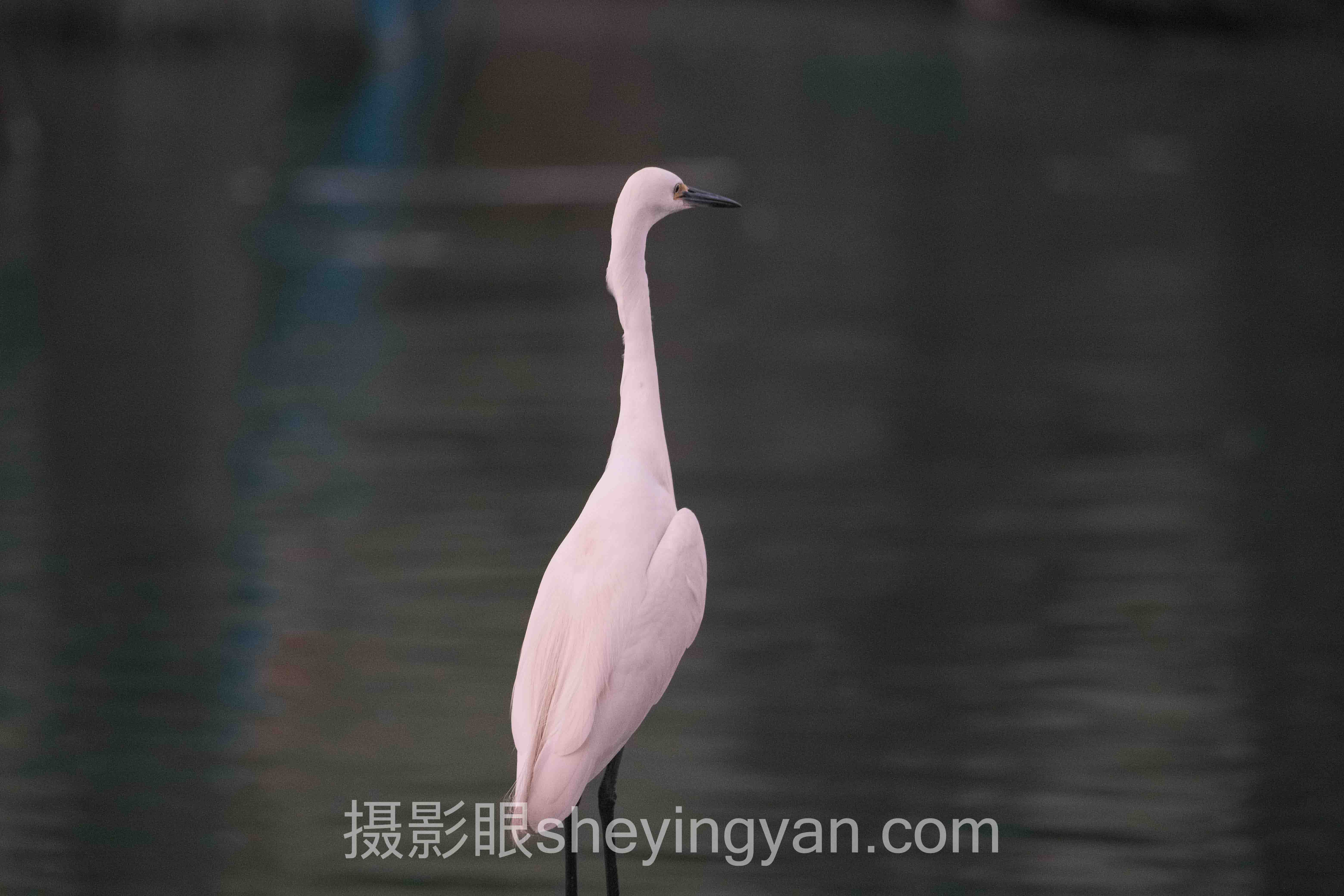 数据说话：AI照片评分如何重塑专业摄影眼测试标准
