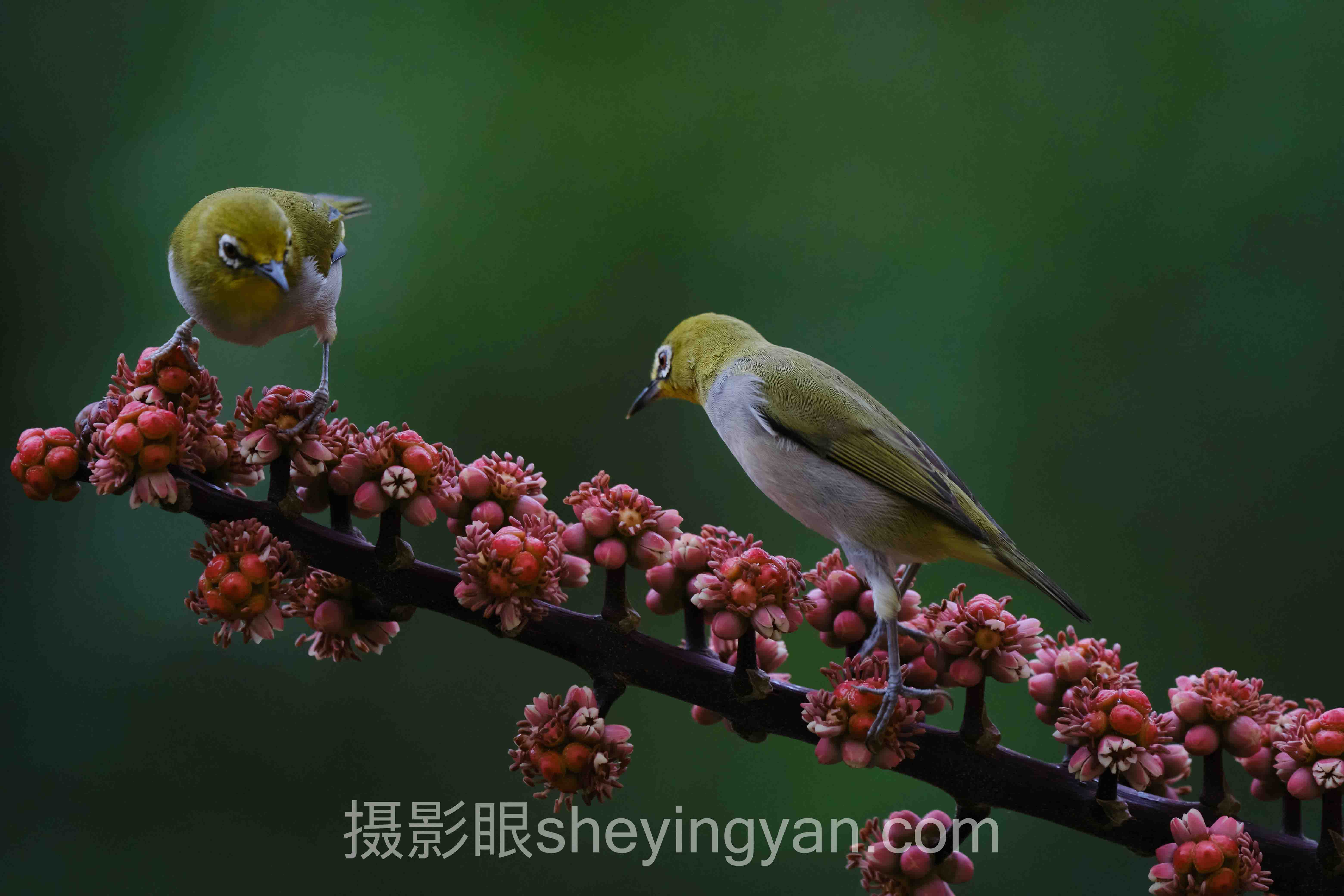 摄影眼与东方IC对比怎么做？3个摄影师案例告诉你答案