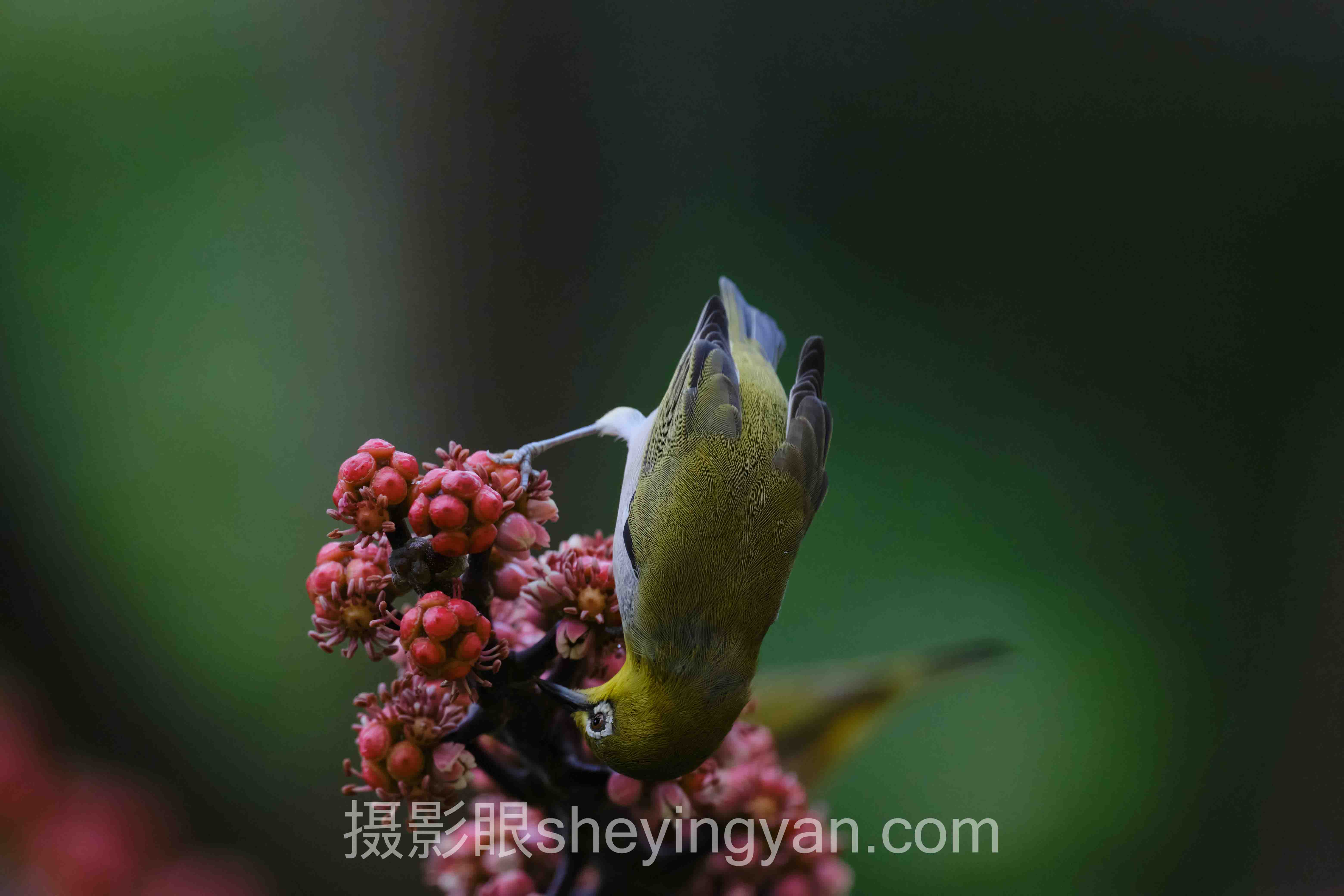 摄影眼套餐价格官网选购指南:从入门到精通