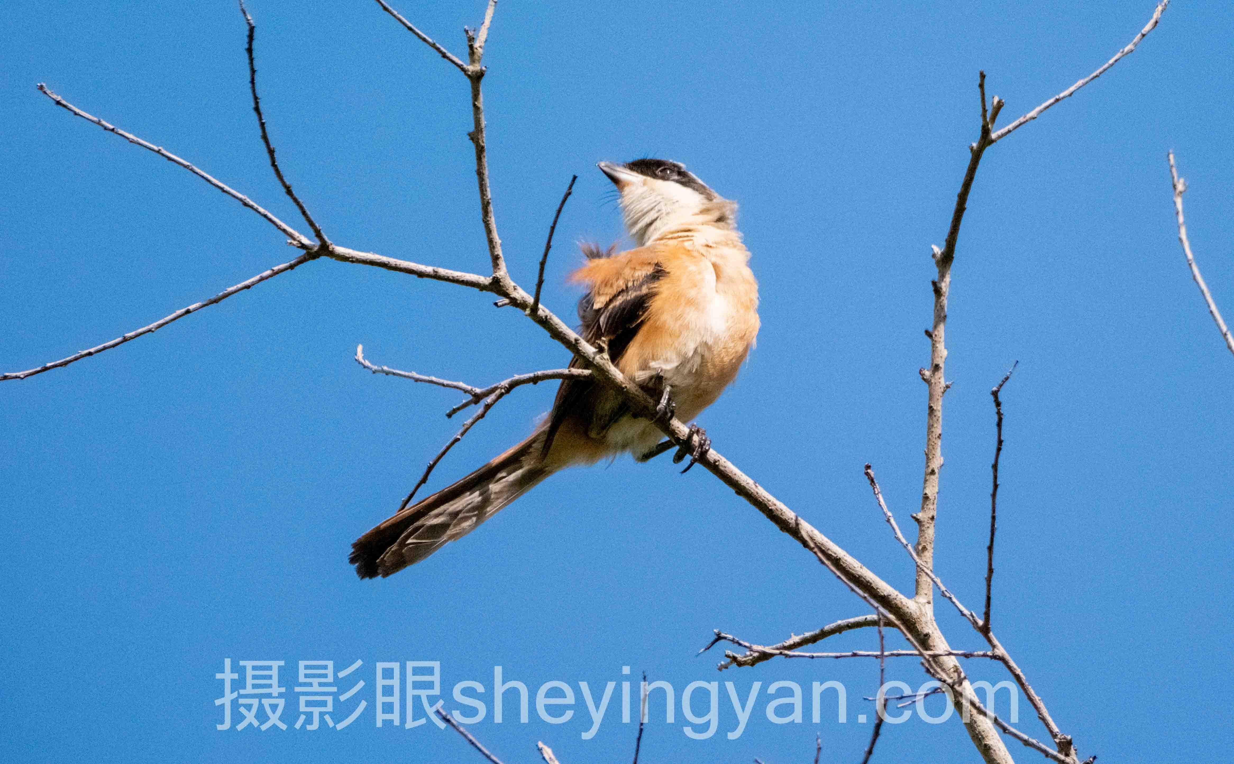 风光照片评分软件深度分析：现状、挑战与未来趋势