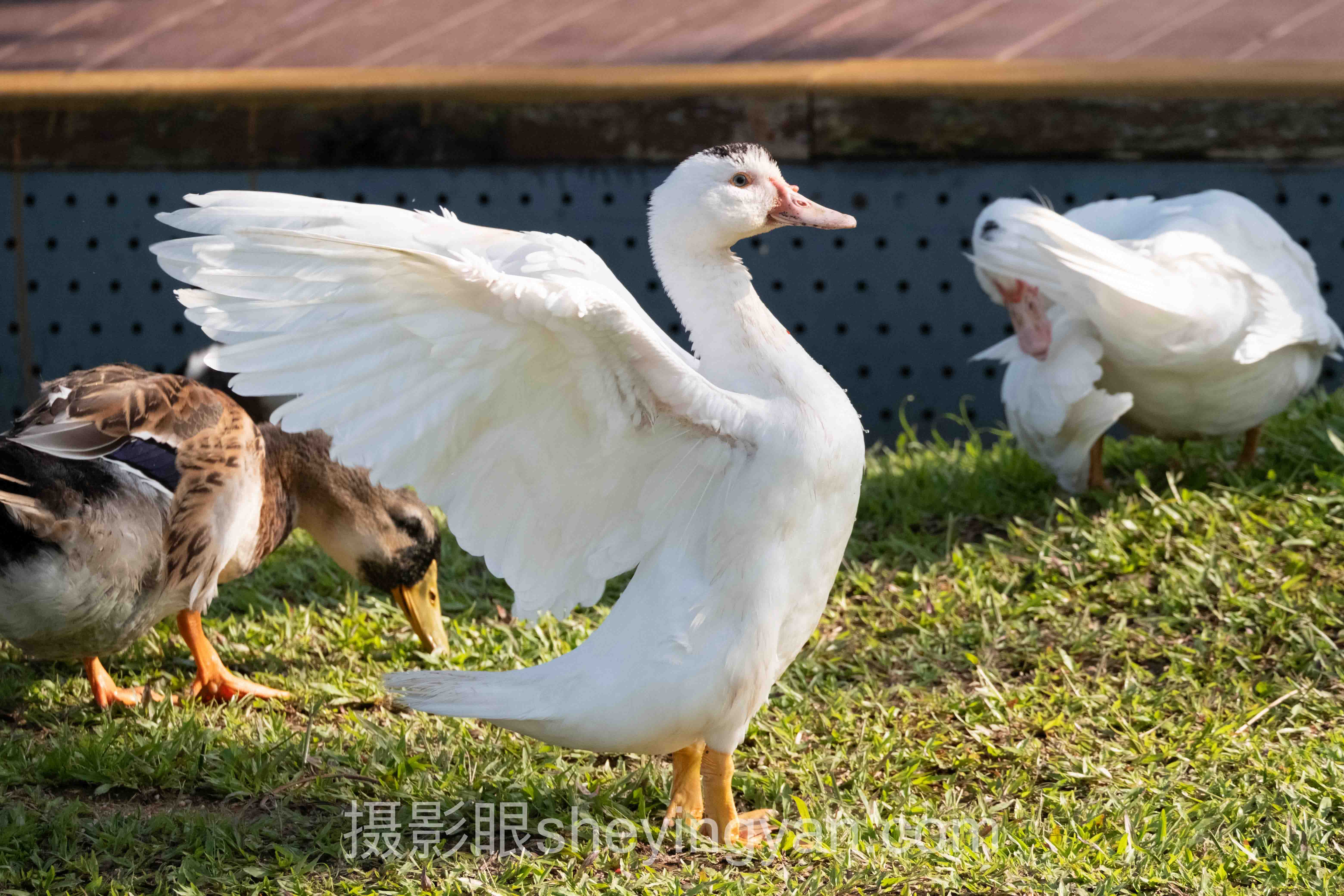 2024年AI照片评分与故事性数据报告：关键趋势与洞察