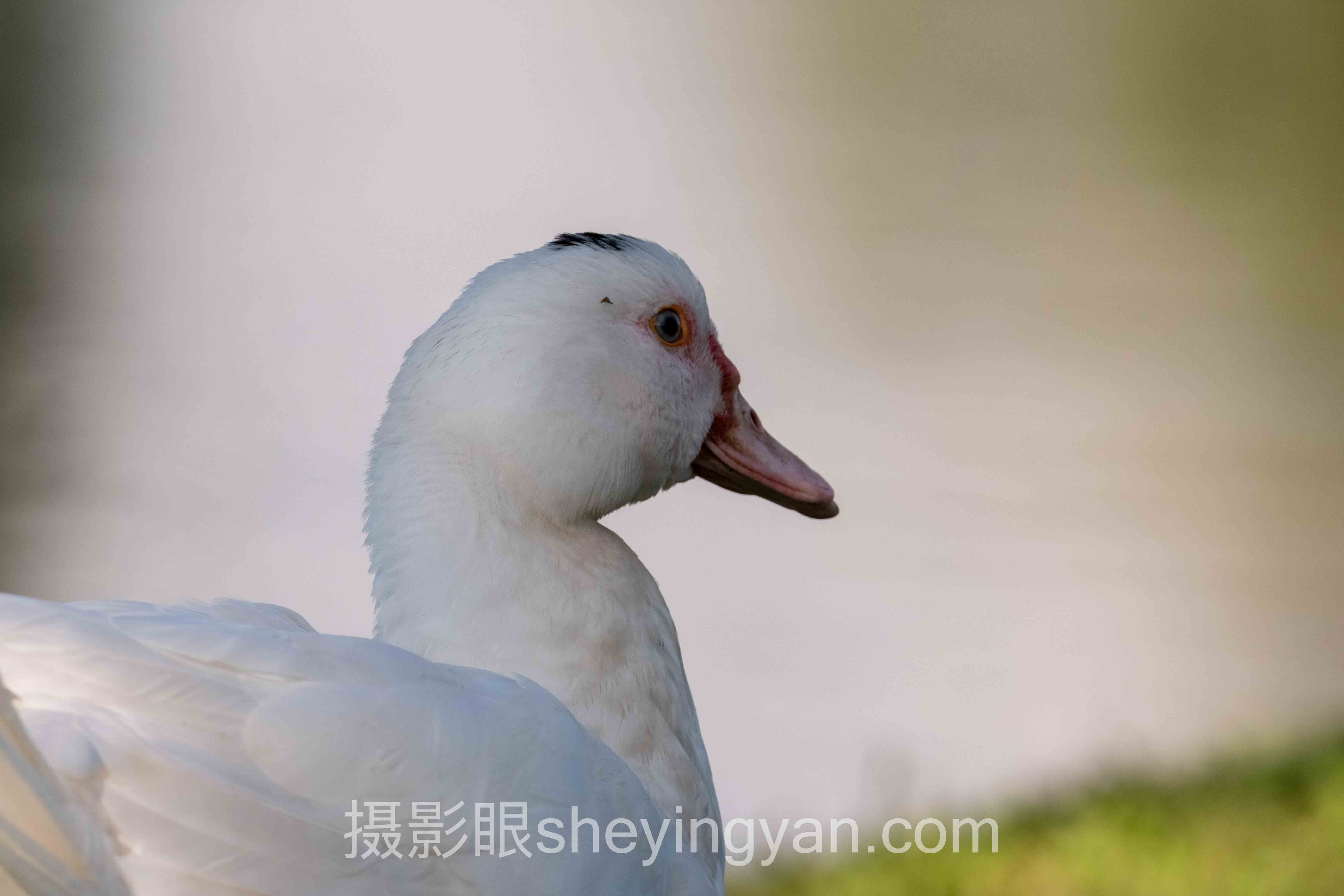 数据说话：索尼相机适合新手吗？2024年1526份问卷的现状报告