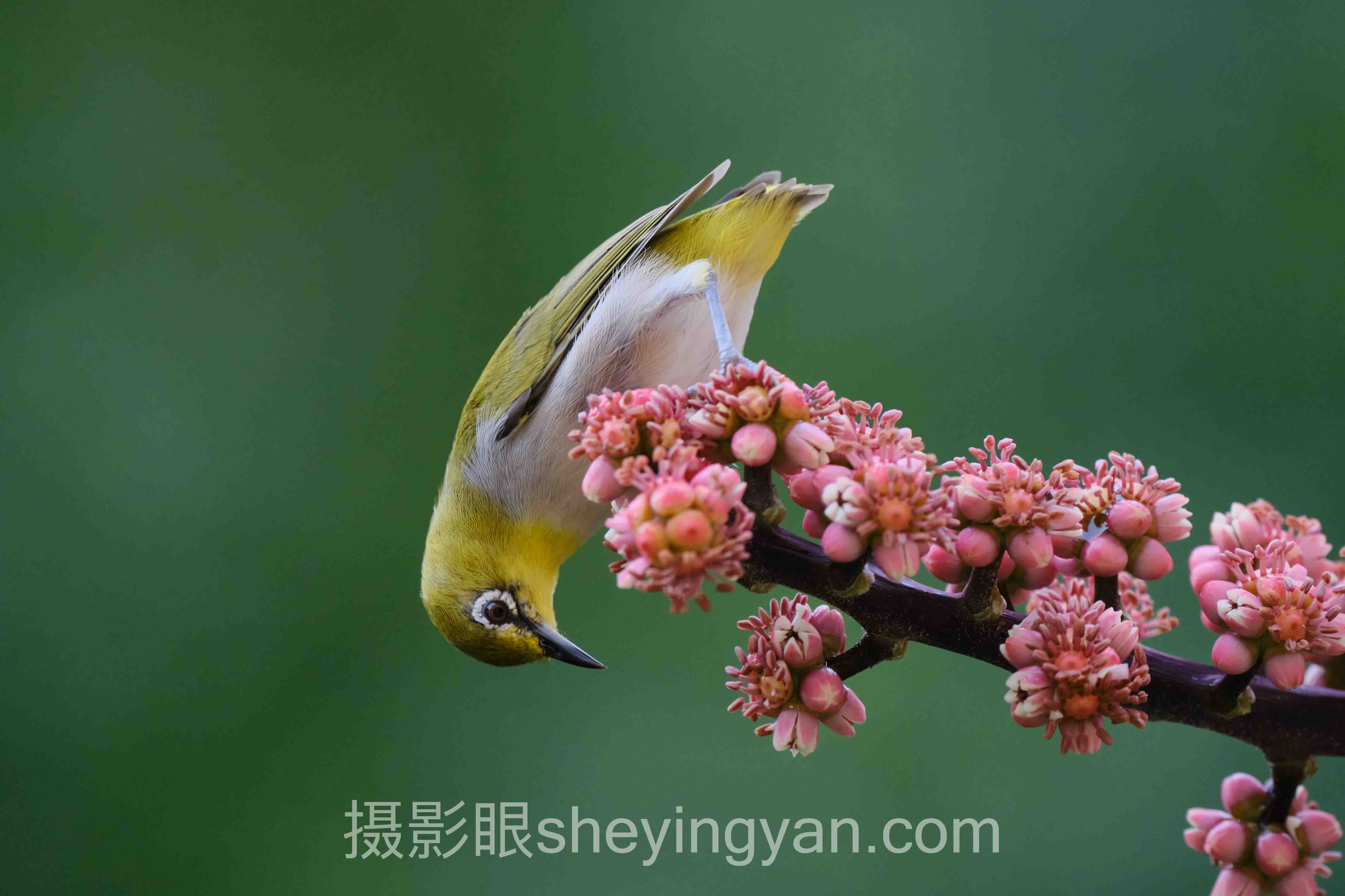 www.sheyingyan.com摄影眼选购指南