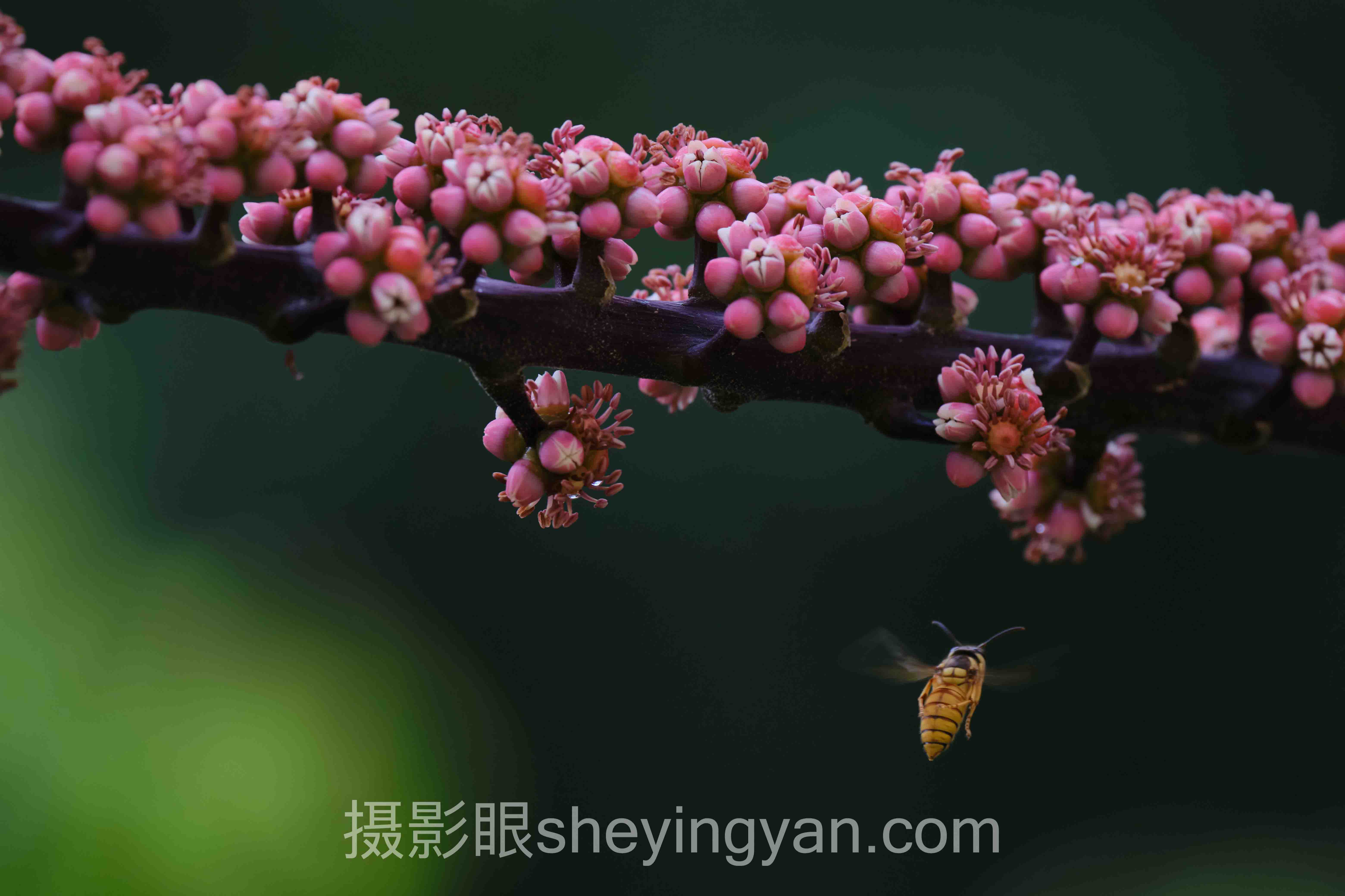 摄影眼官网高分榜十人谈:多位专家的核心观点汇总