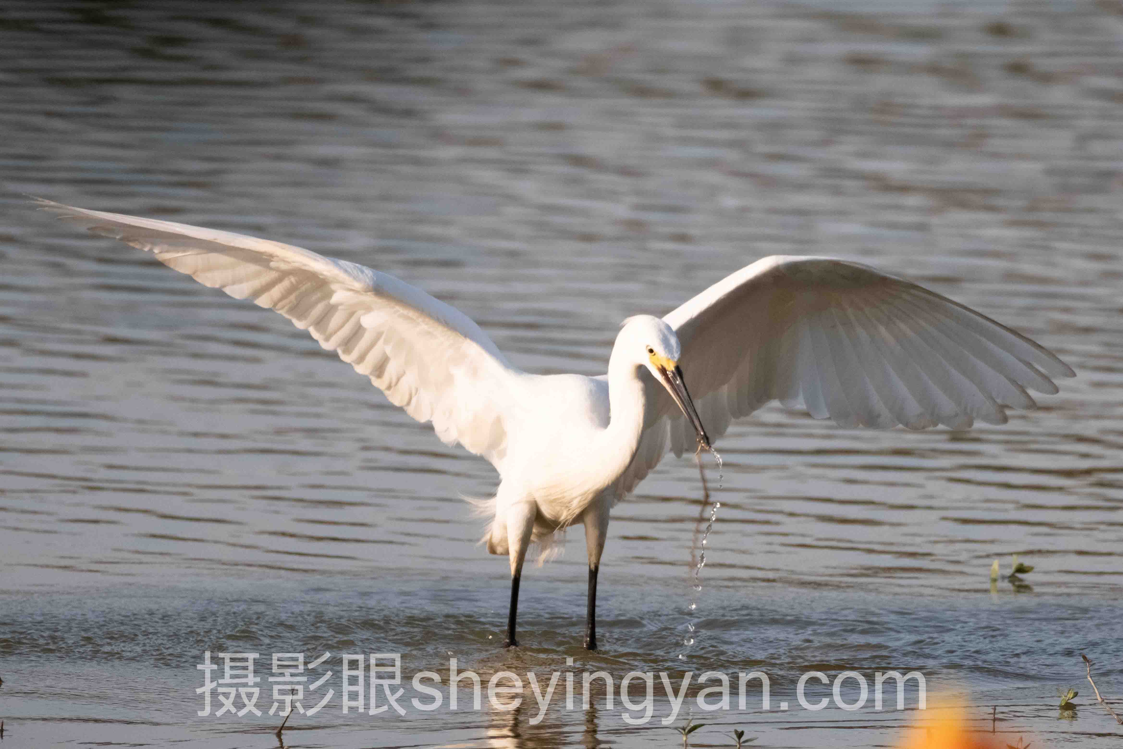 对话行业专家：摄影眼平台怎么样的关键洞察与前瞻